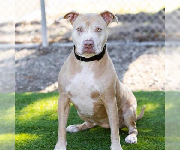 Medium Photo #1 American Pit Bull Terrier Puppy For Sale in Camarillo, CA, USA