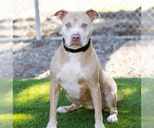 American Pit Bull Terrier Dogs for adoption in Camarillo, CA, USA