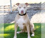 Small American Pit Bull Terrier