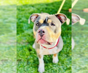 Mutt Dogs for adoption in Manahawkin, NJ, USA