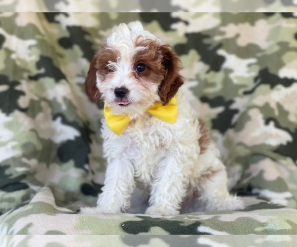 Medium Photo #7 Cavapoo Puppy For Sale in LAKELAND, FL, USA