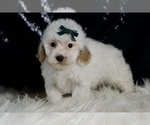 Small #4 Maltipoo (Miniature)