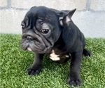 Small Photo #8 French Bulldog Puppy For Sale in TALLAHASSEE, FL, USA