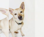 Groot - Male Shepradors Dog for Adoption - Small photo
