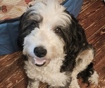Small Photo #1 Miniature Bernedoodle Puppy For Sale in MOUNTVILLE, PA, USA