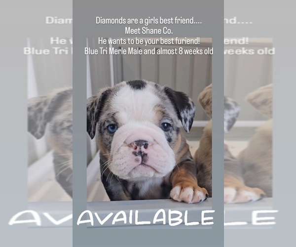 Medium Photo #5 Bulldog Puppy For Sale in HERCULES, CA, USA