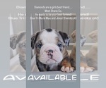 Small Photo #5 Bulldog Puppy For Sale in HERCULES, CA, USA