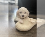 Small #5 Poodle (Miniature)