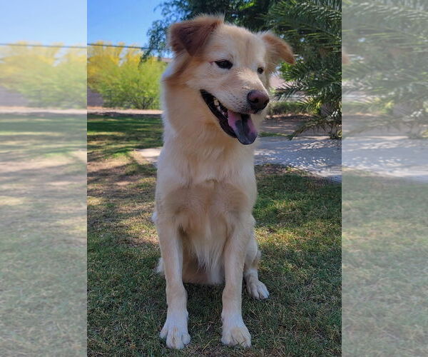 Medium Photo #1 Border Collie-Golden Retriever Mix Puppy For Sale in Glendale , AZ, USA