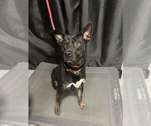 Midnight - Female German Shepherd Dog-Unknown Mix Dog for Adoption - Photo #7