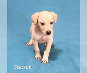 Mutt Dogs for adoption in SHERBURNE, NY, USA