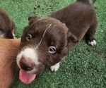Small Photo #3 Australian Shepherd Puppy For Sale in NELSON, VA, USA