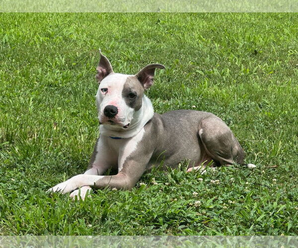 Medium Photo #3 Mutt Puppy For Sale in Alexandria, VA, USA