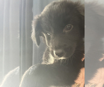 Small #2 Golden Retriever