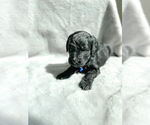 Small Photo #4 Goldendoodle Puppy For Sale in RENO, NV, USA