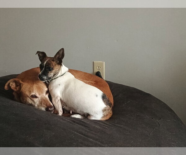 Medium Photo #10 Dachshund-Unknown Mix Puppy For Sale in Candler, NC, USA