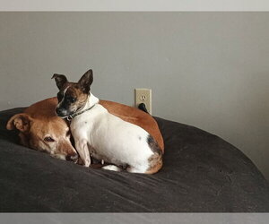 Candy - Female Dachshund-Unknown Mix Dog for Adoption - Photo #10