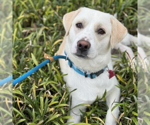 Medium Photo #2 Labrador Retriever-Unknown Mix Puppy For Sale in San Diego, CA, USA