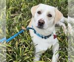 Small #1 Labrador Retriever Mix