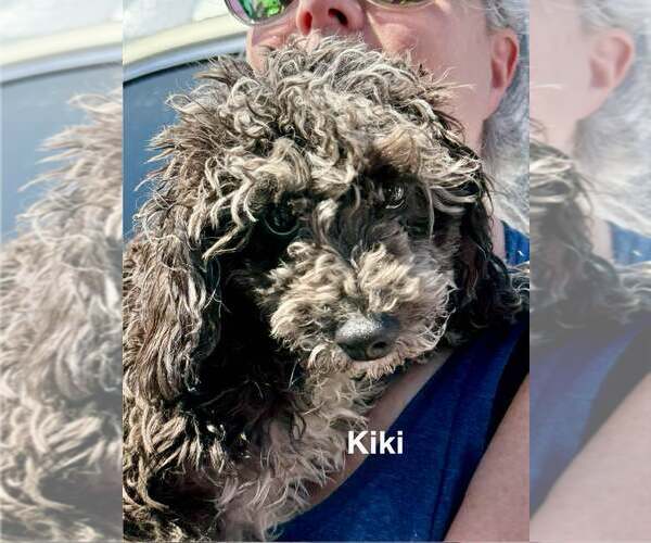 Medium Photo #2 Poodle (Miniature) Puppy For Sale in Lee's Summit, MO, USA