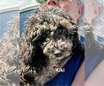 Small #1 Poodle (Miniature)