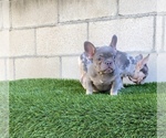 Small French Bulldog