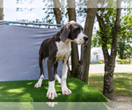 Small Photo #5 Great Dane Puppy For Sale in WAKARUSA, IN, USA