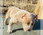 Small #8 American Bully