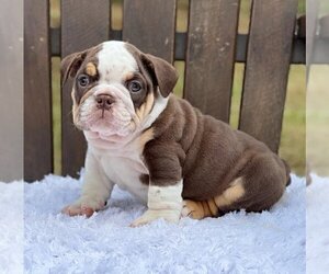 Bulldog Puppy for sale in DAVISVILLE, RI, USA