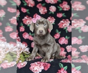 Labrador Retriever Puppy for sale in NOTTINGHAM, PA, USA