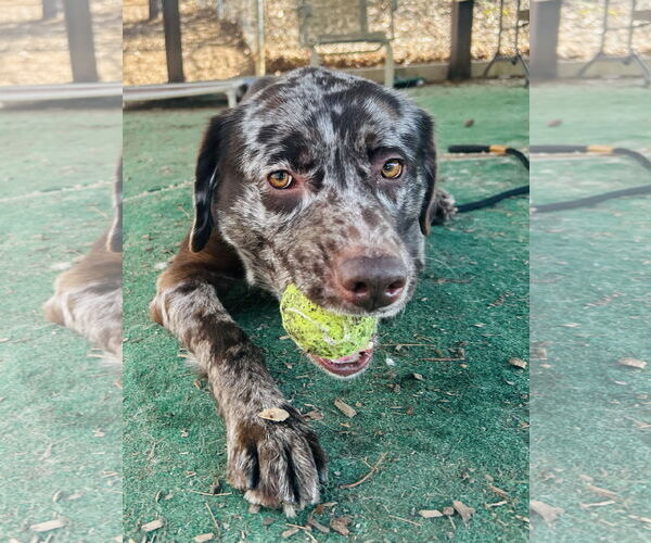 Medium Photo #2 Catahoula Leopard Dog-Unknown Mix Puppy For Sale in Clarkesville, GA, USA