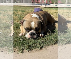 Bulldog Dogs for adoption in Goodyear, AZ, USA