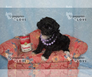 Aussiedoodle-Poodle (Toy) Mix Puppy for sale in SANGER, TX, USA