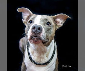 Staffordshire Bull Terrier Dogs for adoption in Hot Springs Village, AR, USA
