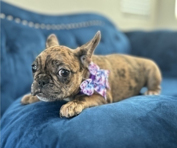 Medium Photo #13 French Bulldog Puppy For Sale in RALEIGH, NC, USA