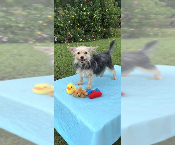 Medium Photo #5 Mutt Puppy For Sale in Weston, FL, USA