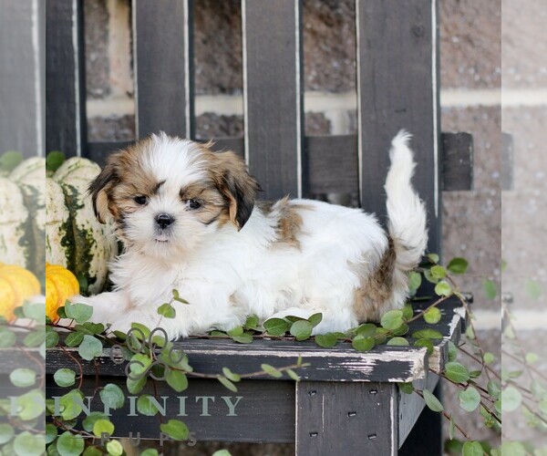 Medium Photo #1 Shih Tzu Puppy For Sale in GORDONVILLE, PA, USA