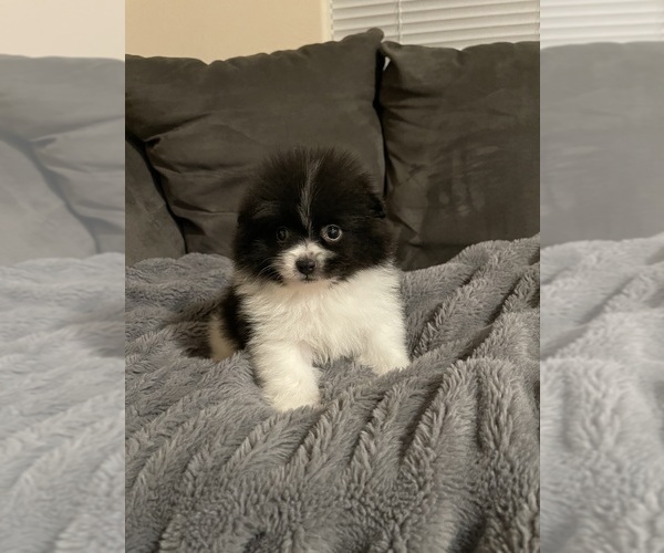 Medium Photo #6 Pomeranian Puppy For Sale in BAKERSFIELD, CA, USA