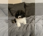 Small Photo #16 Pomeranian Puppy For Sale in BAKERSFIELD, CA, USA