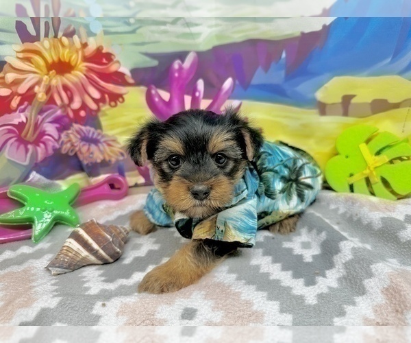 Medium Photo #11 Morkie Puppy For Sale in CASSVILLE, MO, USA