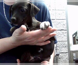 Dachshund-Unknown Mix Dogs for adoption in Tulsa, OK, USA