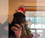 Small Photo #4 German Shepherd Dog Puppy For Sale in MCDONOUGH, GA, USA