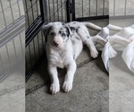 Puppy MM 3 Border Collie