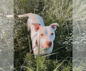 Bullboxer Pit Dogs for adoption in Evansville, IN, USA