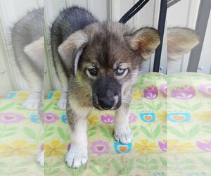 Siberian Husky Dogs for adoption in Mountain View, MO, USA