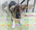 Small Siberian Husky