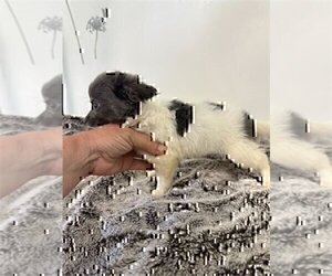 Medium Chihuahua