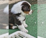 Small Photo #12 Australian Shepherd Puppy For Sale in NELSON, VA, USA