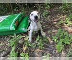 Small Photo #10 Dalmatian Puppy For Sale in MERRITT IS, FL, USA
