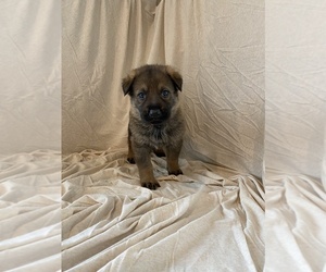 German Shepherd Dog Puppy for sale in SALEM, OR, USA